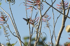 Anthracothorax veraguensis