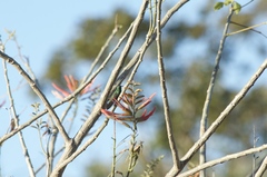 Anthracothorax veraguensis