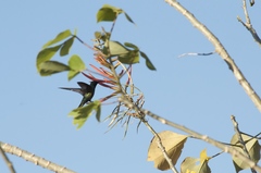 Anthracothorax veraguensis