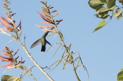 Anthracothorax veraguensis