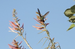 Anthracothorax veraguensis