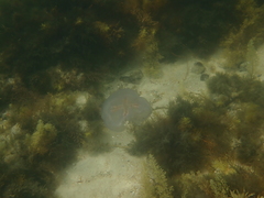 Catostylus mosaicus