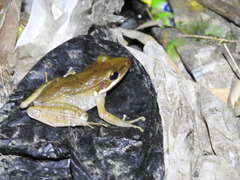 Chalcorana chalconota