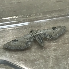 Eupithecia centaureata