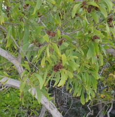 Acacia spirorbis
