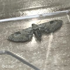 Eupithecia centaureata
