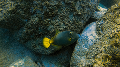 Cantherhines dumerilii