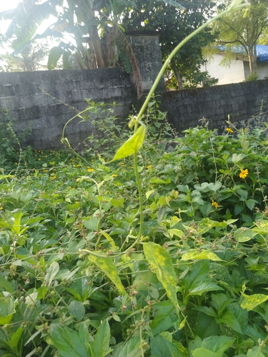 Image of Tragia involucrata by (c) Navaneeth Sini George, some rights reserved (CC BY)
