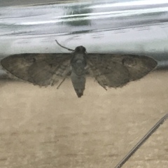 Eupithecia centaureata