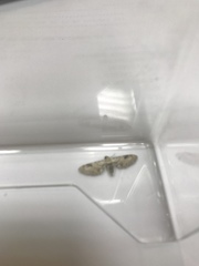 Eupithecia centaureata