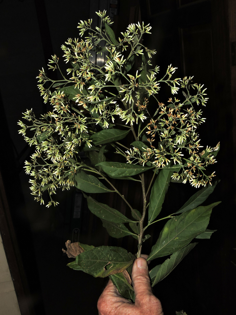 Eremosis triflosculosa