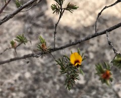 Pultenaea prostrata