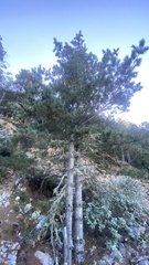 Pinus stylesii