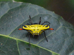 Gasteracantha westringi