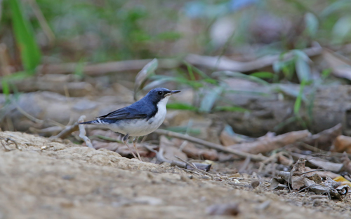Ruiseñor azul (Larvivora cyane)