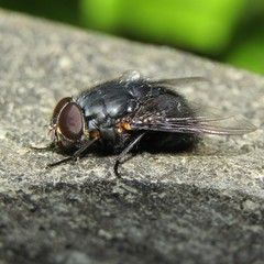 Calliphora quadrimaculata