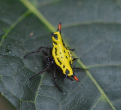 Gasteracantha westringi
