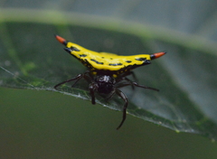 Gasteracantha westringi