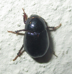 Hybosorinae