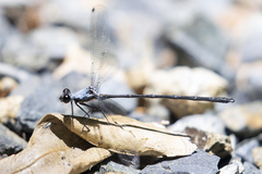 Austroargiolestes elke