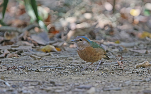 Blue-rumped Pitta (Hydrornis soror), photo 10