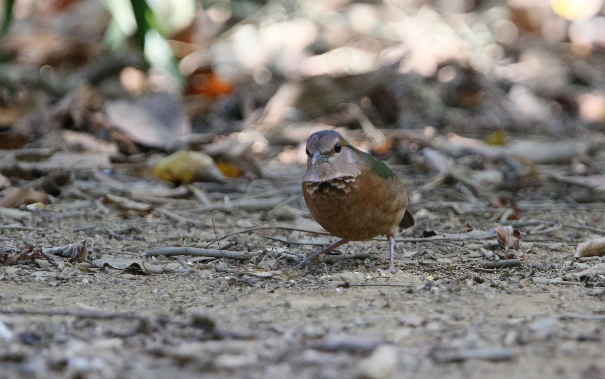 Blue-rumped Pitta