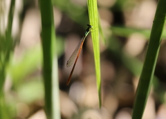 Leptobasis vacillans