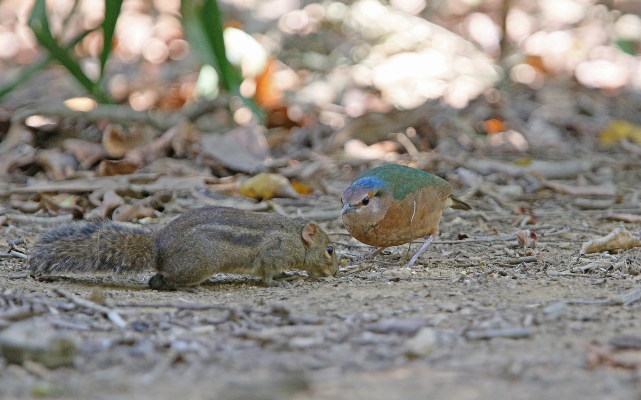 Blue-rumped Pitta