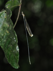 Mecistogaster amalia