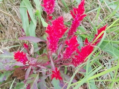 Celosia spicata