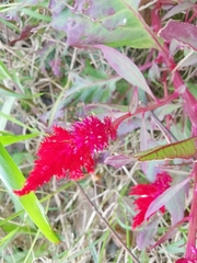 Celosia spicata
