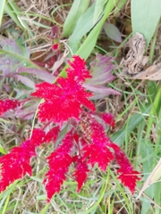 Celosia spicata