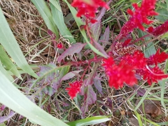Celosia spicata