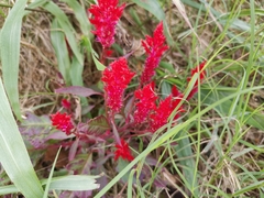Celosia spicata