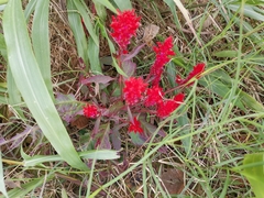 Celosia spicata