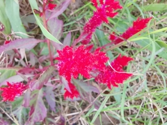 Celosia spicata