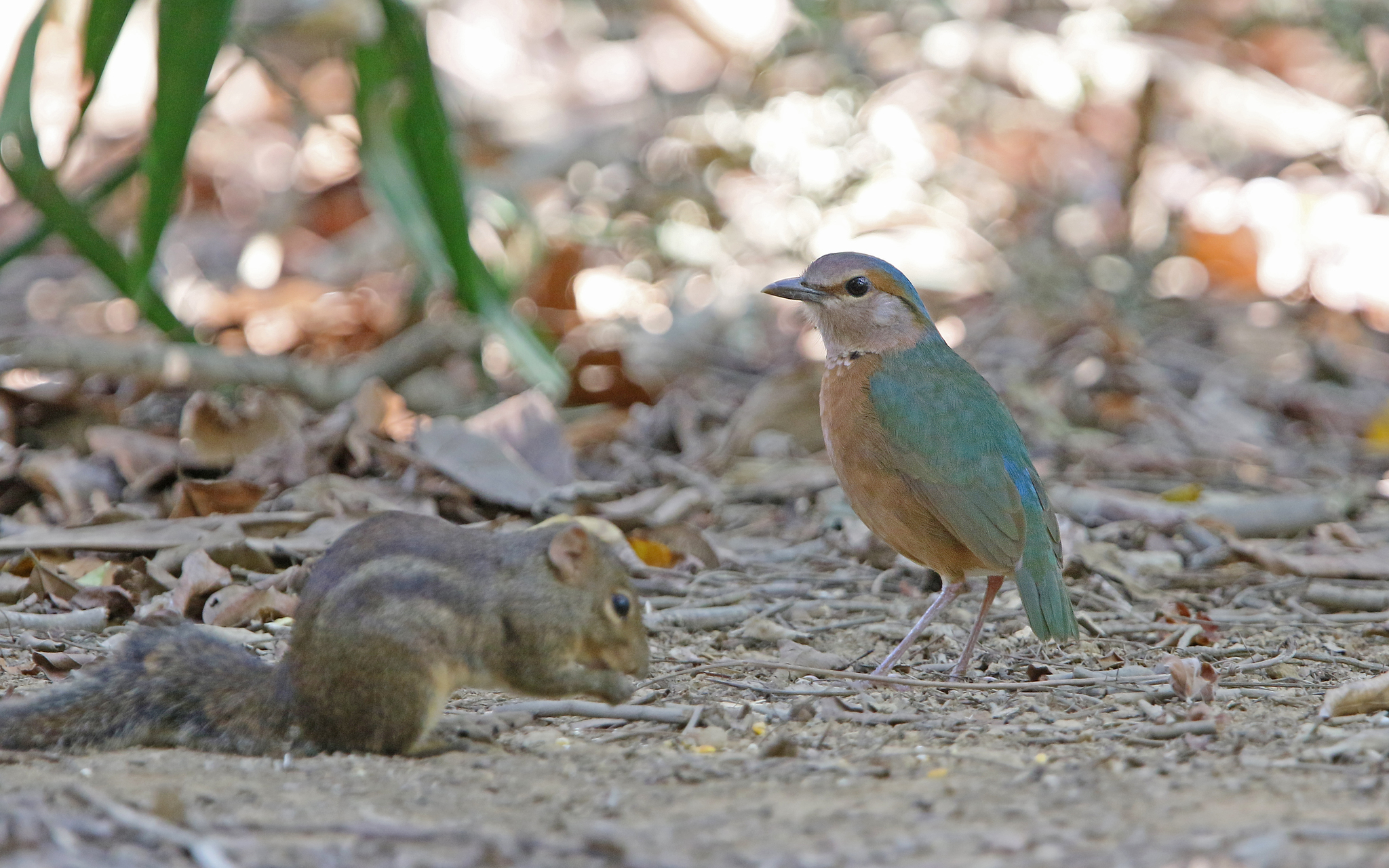 Blue-rumped Pitta