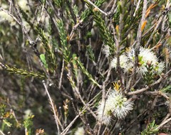 Melaleuca brevifolia