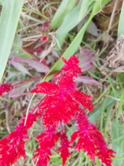 Celosia spicata
