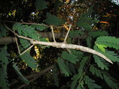 Acrophylla wuelfingi