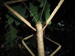 Acrophylla wuelfingi