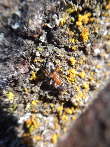 Western Velvety Tree Ant photo 6