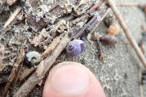 photo of Dwarf Violet Snail (Janthina exigua)