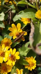 Atractomorpha lata