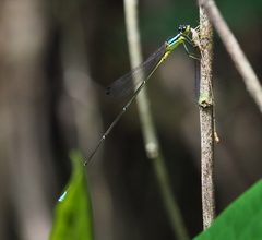 Minagrion mecistogastrum