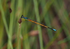 Minagrion waltheri