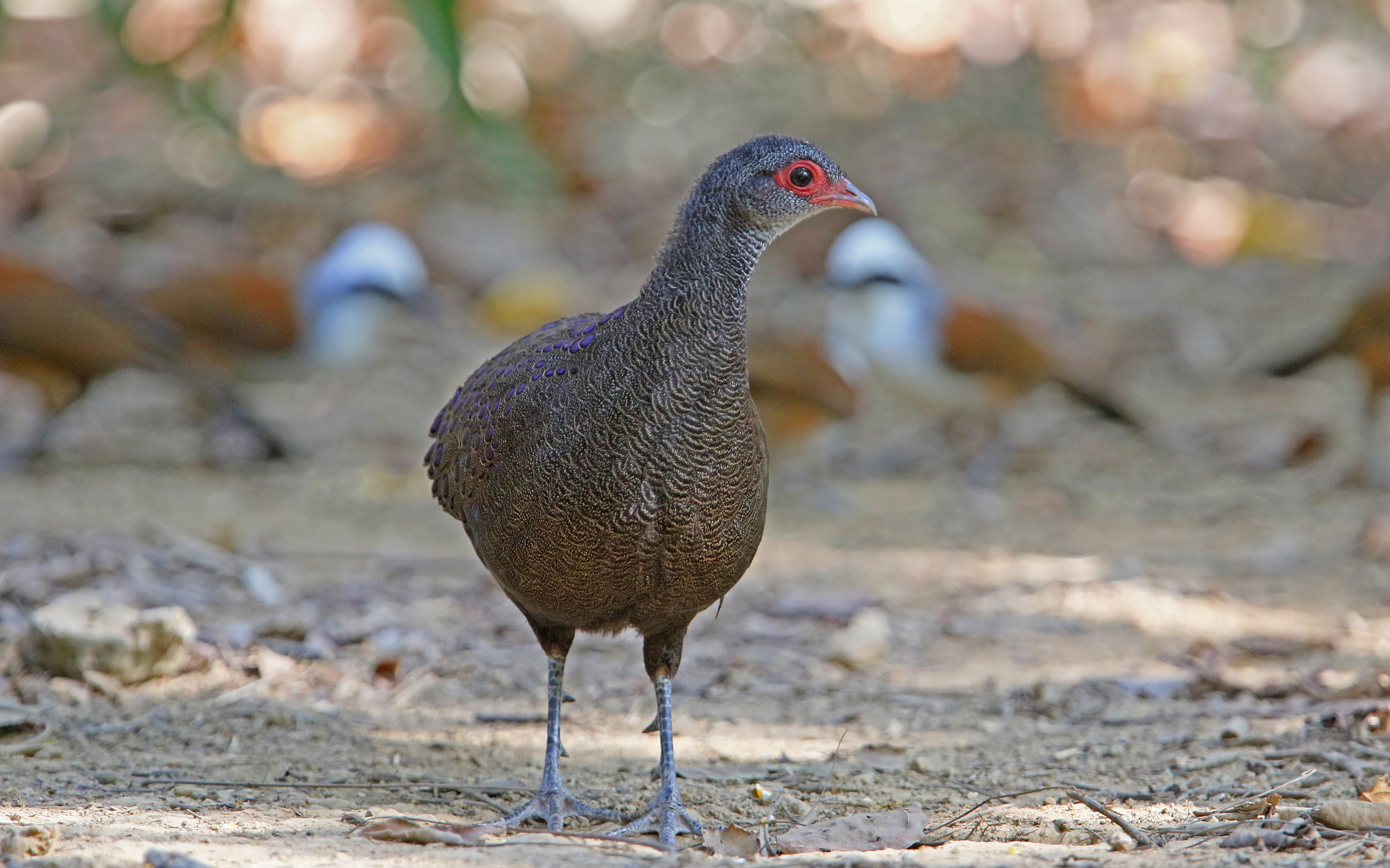 Germain's Peacock-Pheasant