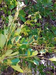 Searsia tomentosa
