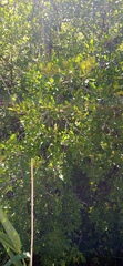 Searsia tomentosa