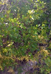 Searsia tomentosa